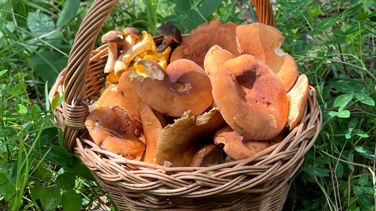 🌲🌲🌲🍄🍄🍄🌲🌲🌲 13.7.2024. Hřiby přívěskaté, plavé, Ryzce syrovinky, Lišky, Holubinky.