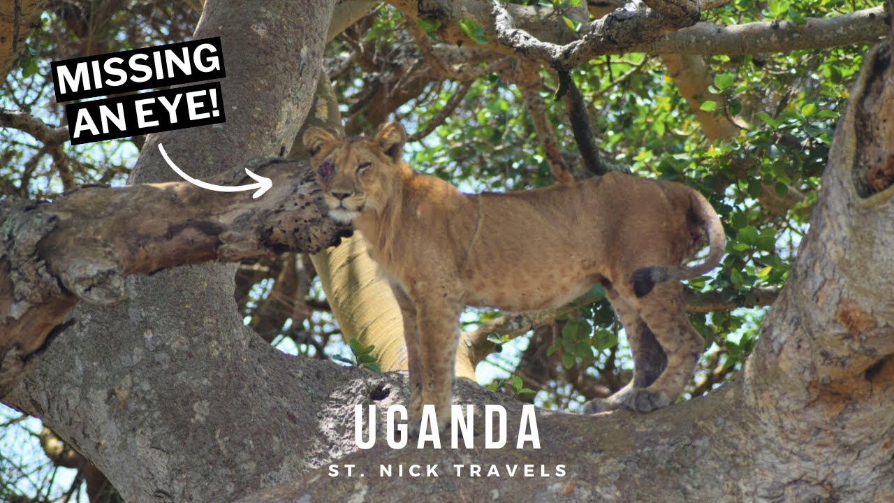 TREE CLIMBING LIONS of Ishasha in Queen Elizabeth National Park