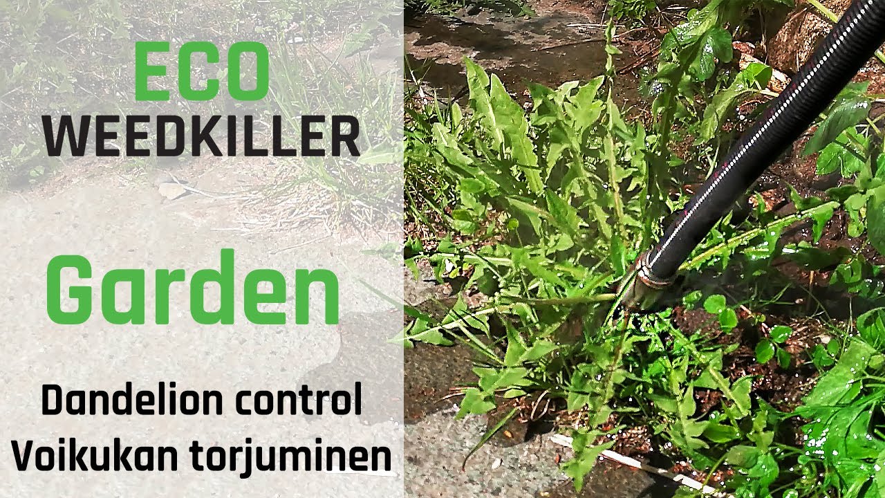 Eco Weedkiller Garden - How to get rid of dandelions / Kuinka päästä eroon voikukista