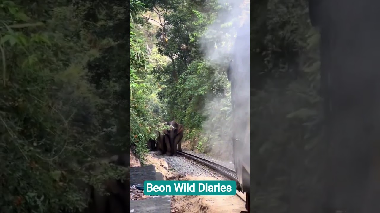 Elephant herd on train track.Route overlaps their pathway. Relocate track usage to avoid disruption🐘