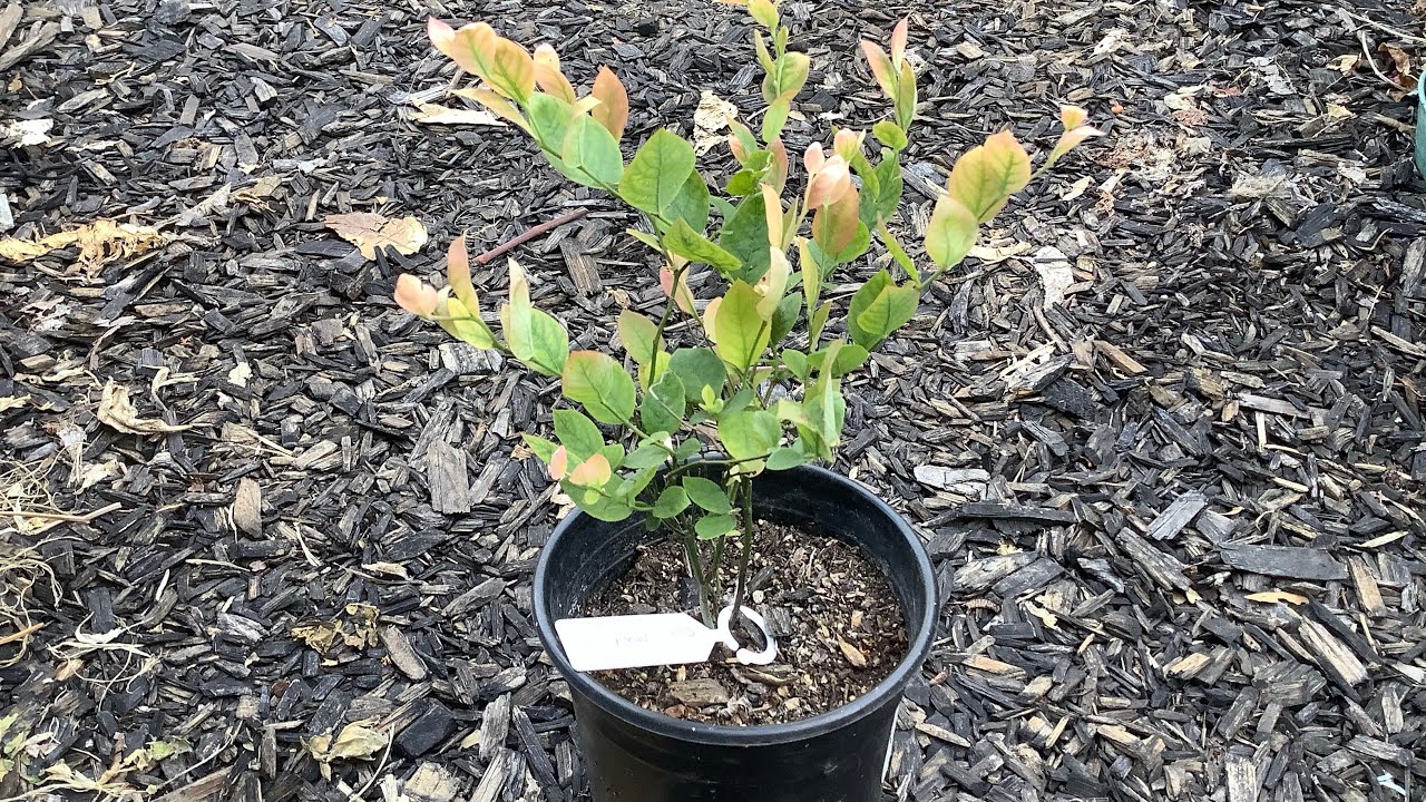 裸根蓝莓苗换盆需要注意的事项How to plant bare root blueberry and blueberry repotting