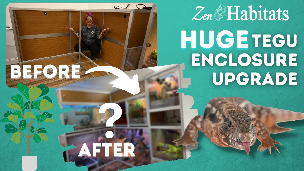 HUGE Reptile Enclosure Upgrade for Our Tegu! | Zen Habitats