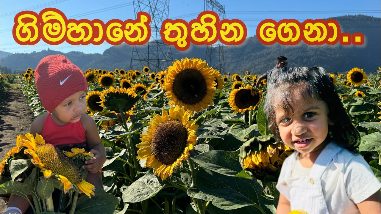 ගිම්හාන කාලෙ සුන්දර මතක #canada #sinhalavlog #canadasinhala #immigration #summer