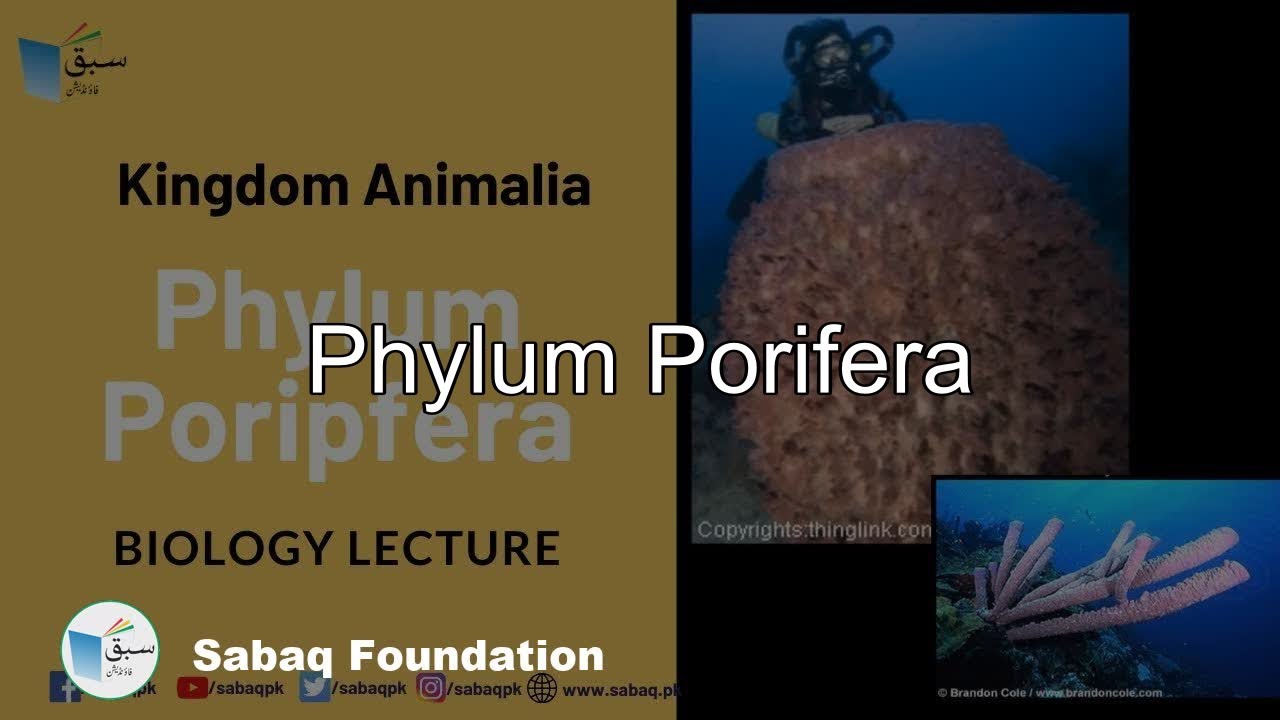 Phylum porifera, Biology Lecture | Sabaq.pk