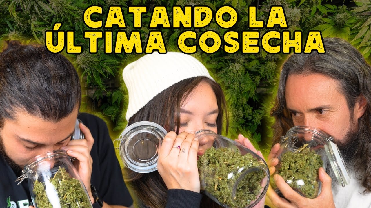 FLORES EXQUISITAS | CATANDO nuestra &uacute;ltima COSECHA | La Fumilia