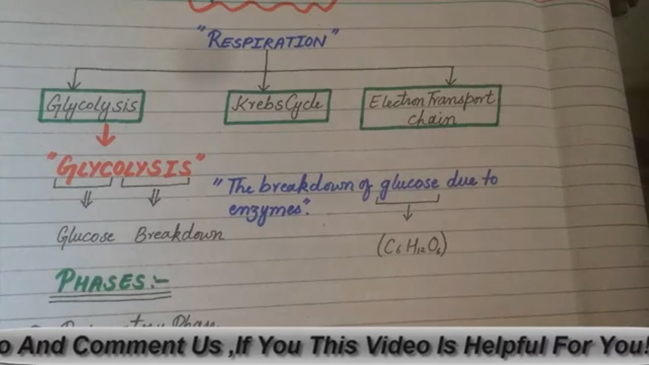 Glycolysis : Preparatory Phase | Cellular Respiration | Hindi/Urdu | Part -1