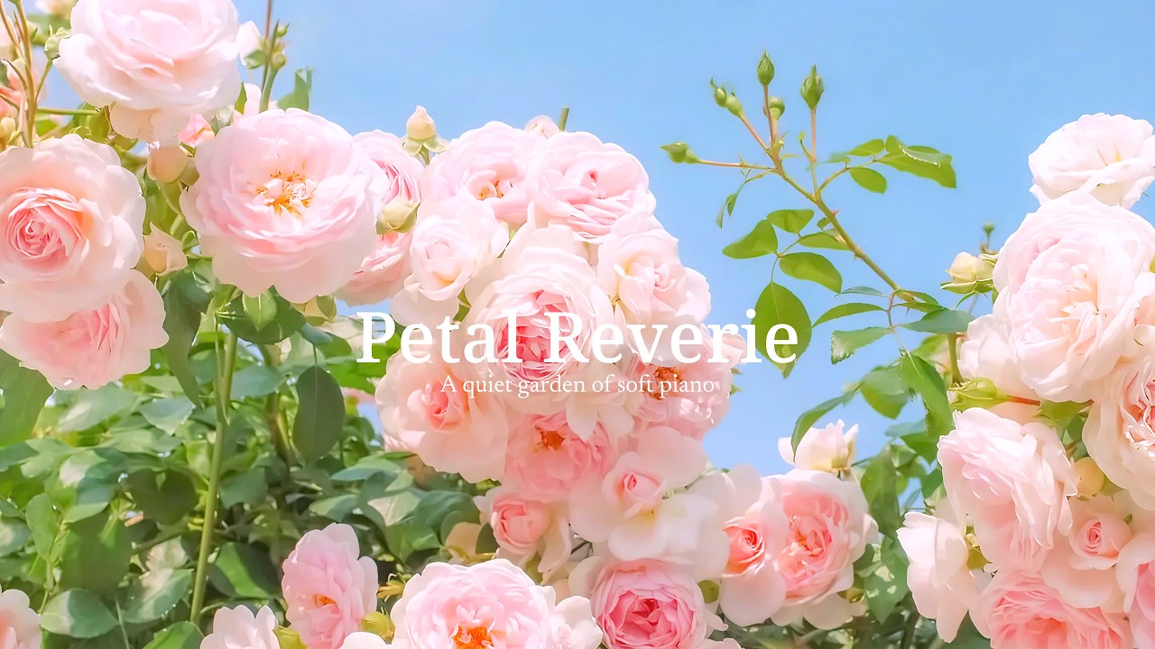 여름빛이 스며드는 정원 🌼 편안한 피아노 플레이리스트 | BGM | 독서&middot;집중&middot;힐링