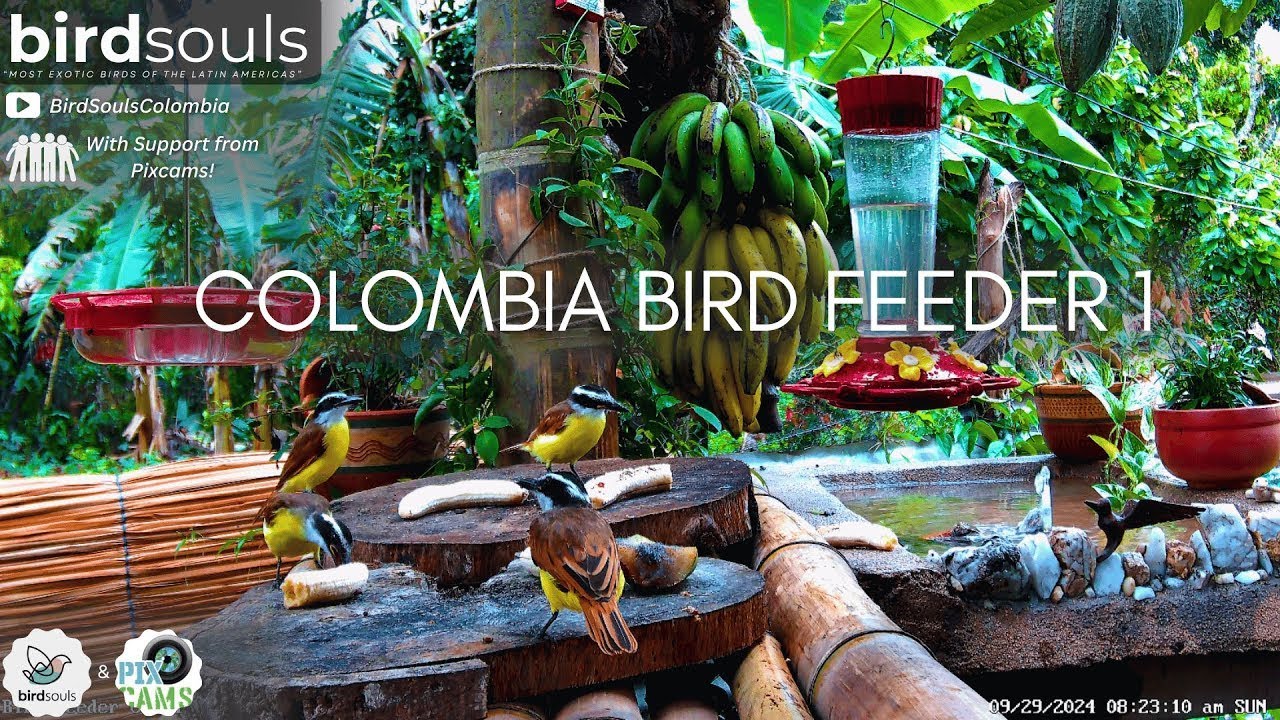 BirdSouls Colombia Bird Feeder 1