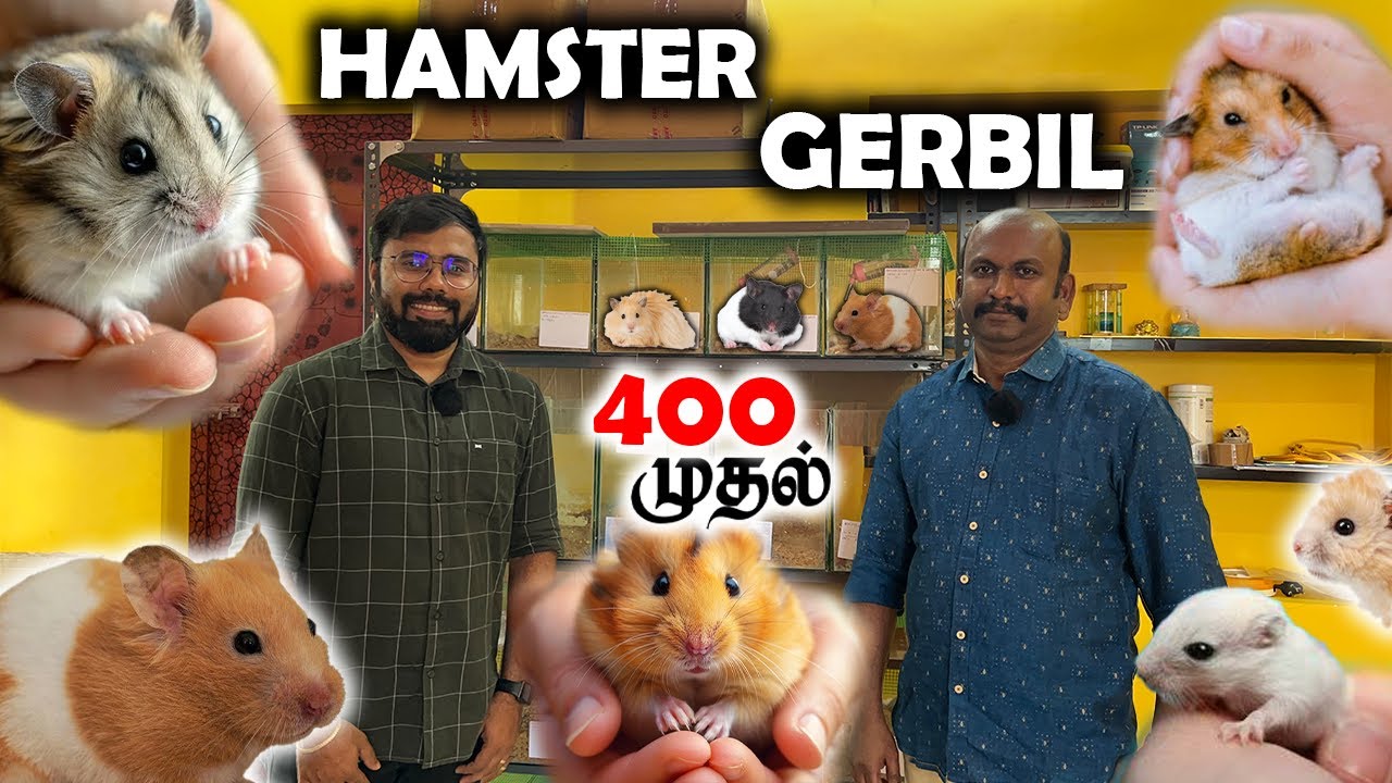 ₹400 ரூபாய் முதல் Exotic Pet Animals | Hamster | Gerbil | Syrian Hamster | Dwarf Hamster |Coimbatore