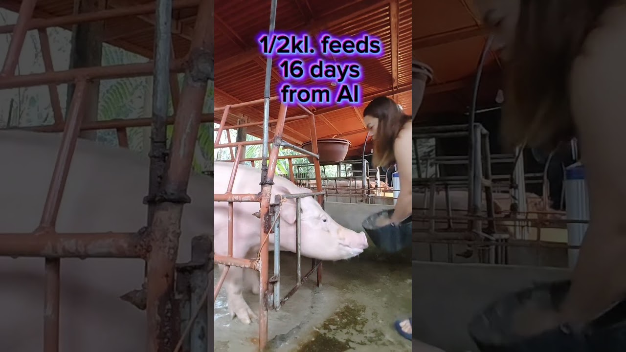 Magpurga ni Mama Pig Gaygay