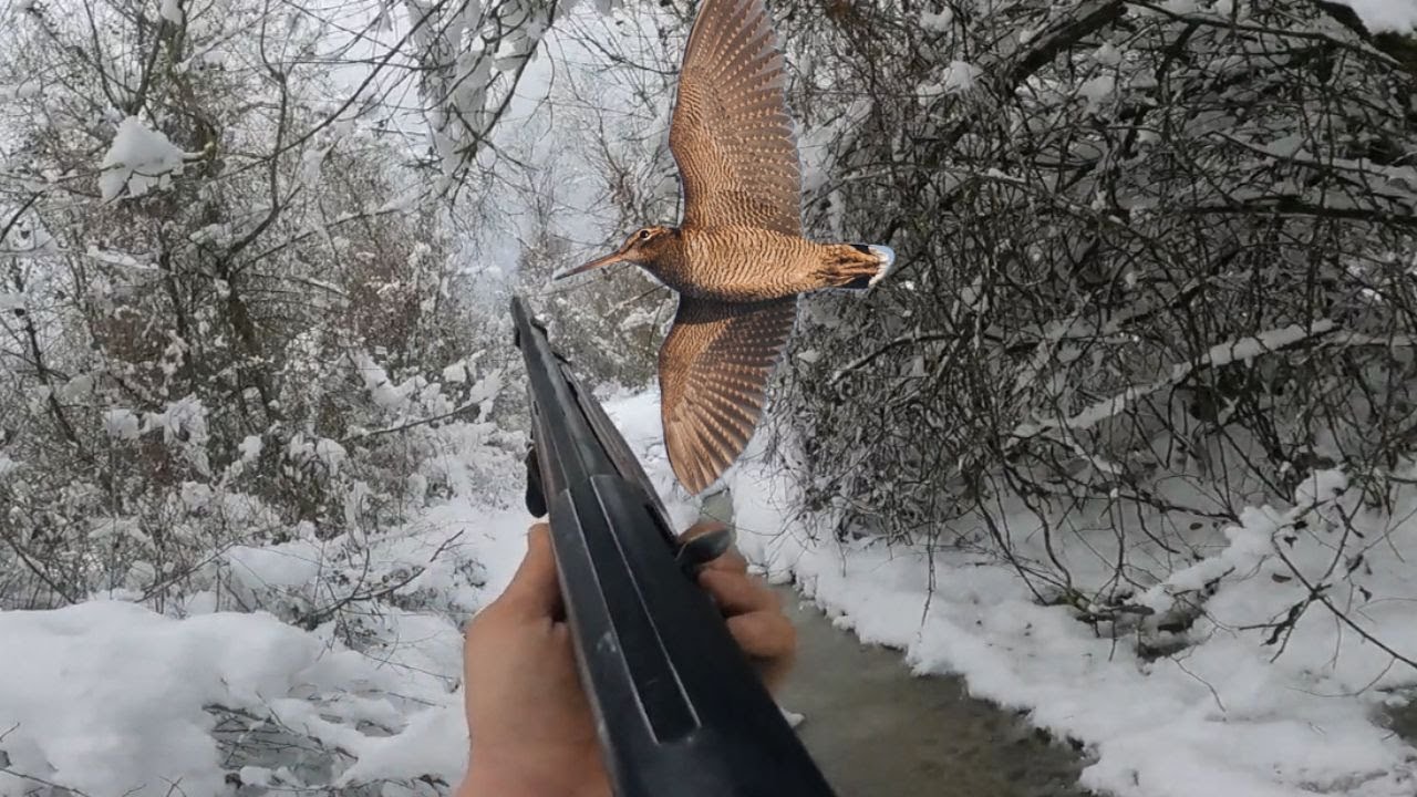 Woodcock Hunting in the Snow ,The Thrill of the Hunt in a White