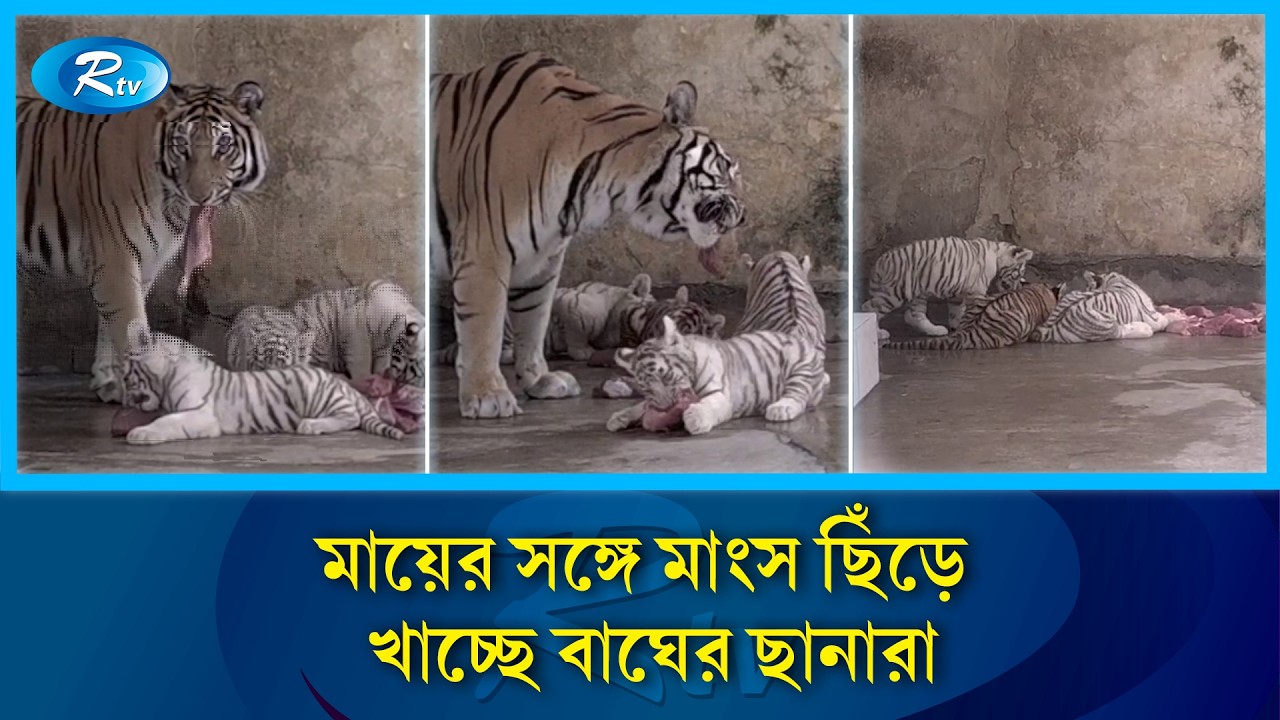 চিড়িয়াখানায় ৩টি বিরল সাদা বাঘের ছানা, শিখছে মাংস খাওয়া | Tiger | Rtv News
