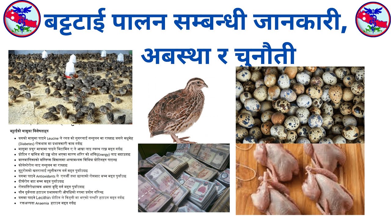बट्टाई पालन: जानकारी, नेपालमा अबस्था र चुनौती (Quail Farming, current situation & challenges)