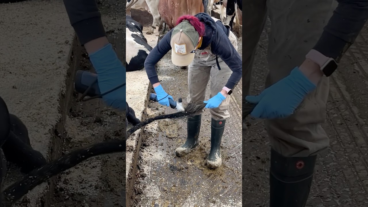 🐄✂️ Farm Hygiene 101: How Tail Trimming Keeps Cows Clean & Boosts Milk
