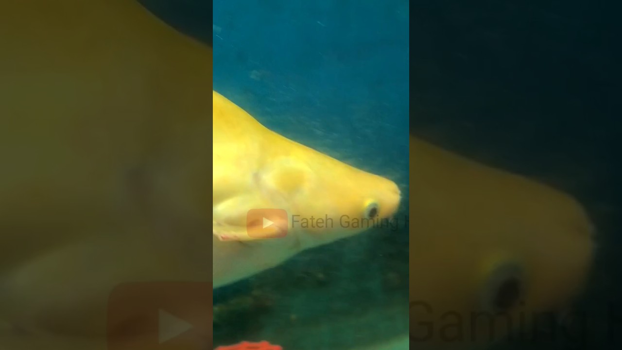 underwater tunnel aquarium full video on my channel