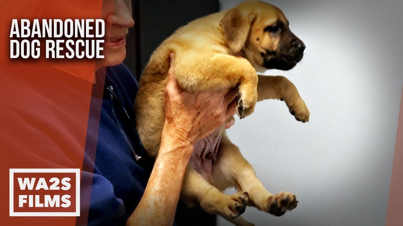 8 HUGE Homeless Puppies Need Furever Homes - The Abandoned Dog Rescue Show