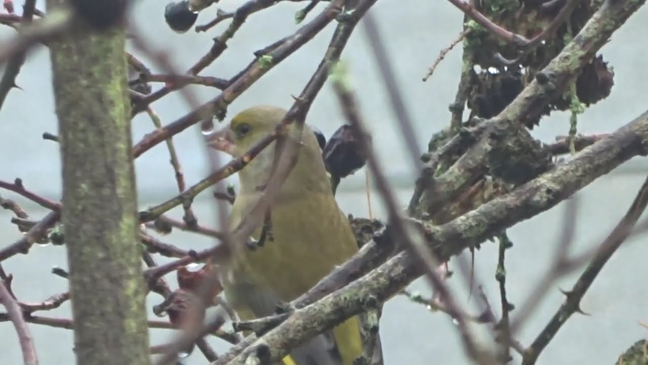 Grünfink im Rosen Geäst beim Hagebutten naschen Carduelis chloris Vogel Fink gelb Grünling gelber
