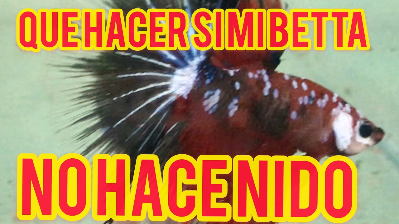 Macho Betta NO HACE NIDO (SOLUCION FÁCIL)