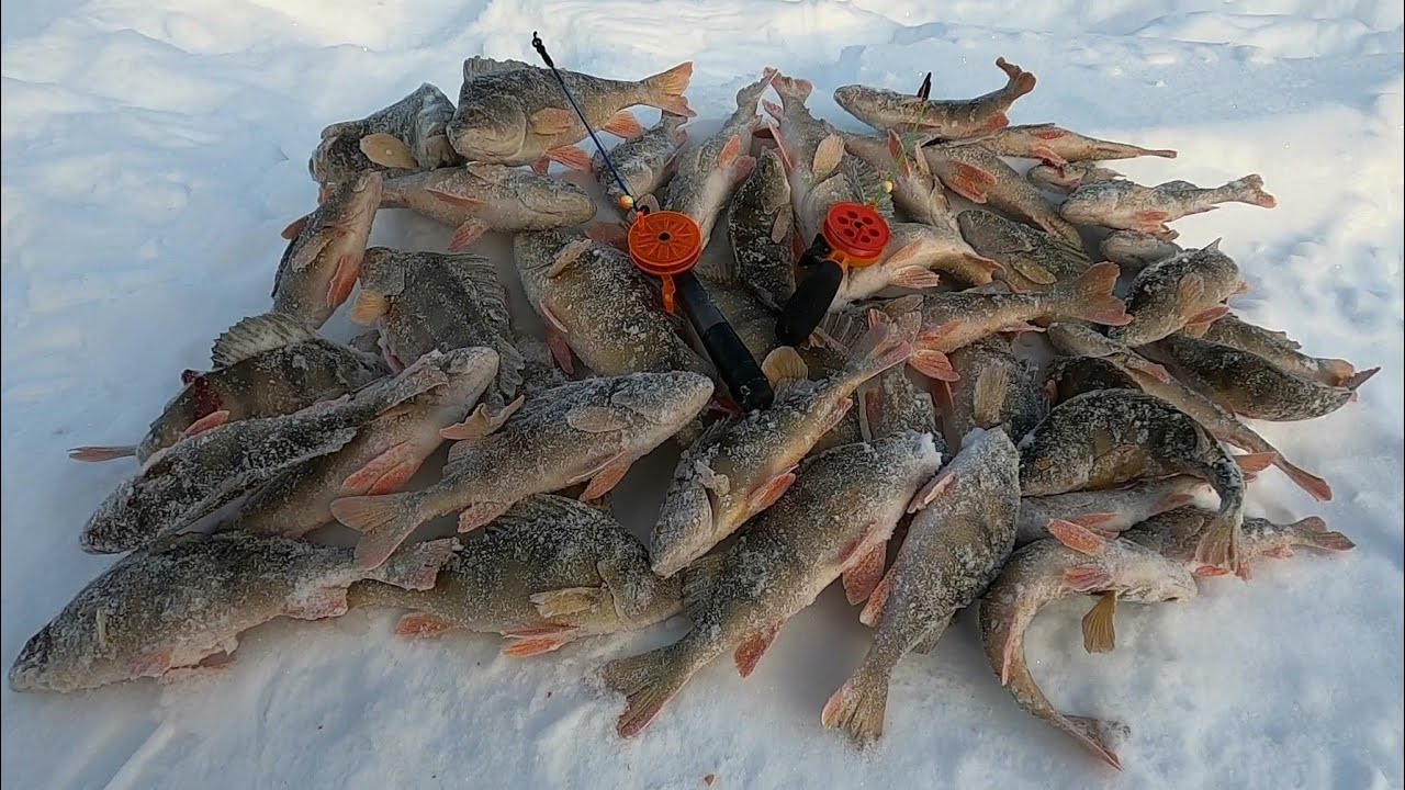 ЗАЧЁТНЫЕ ГОРБАЧИ, МОРДАТЫЕ ЯЗИ И ОТМЕННАЯ СОРОГА (ПЛОТВА) ПОРАДОВАЛИ НА РЫБАЛКЕ В ГЛУХОЗИМЬЕ!