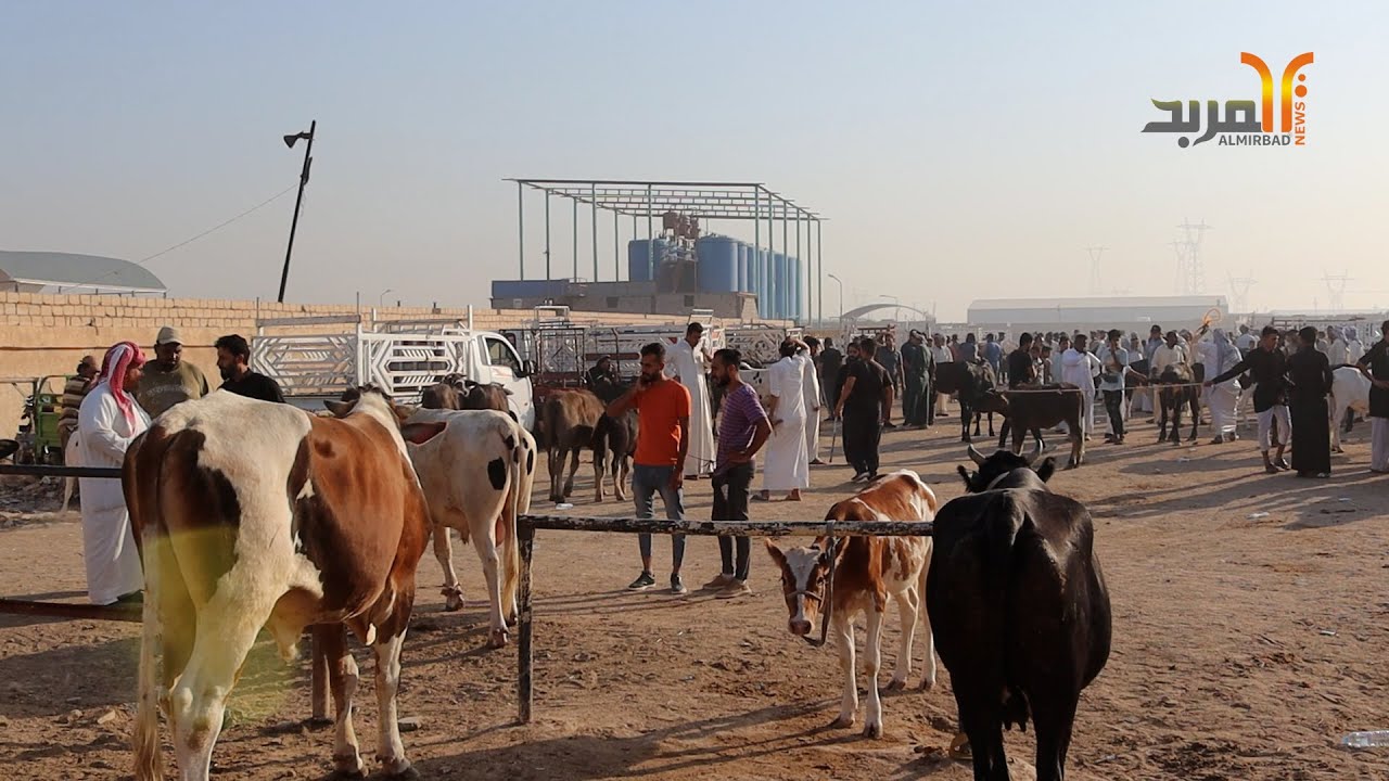 باعة المواشي في الزبير يطالبون بآليات تضمن عدم ارتفاع اسعار اللحوم في ظل مكافحة الحمى النزفية