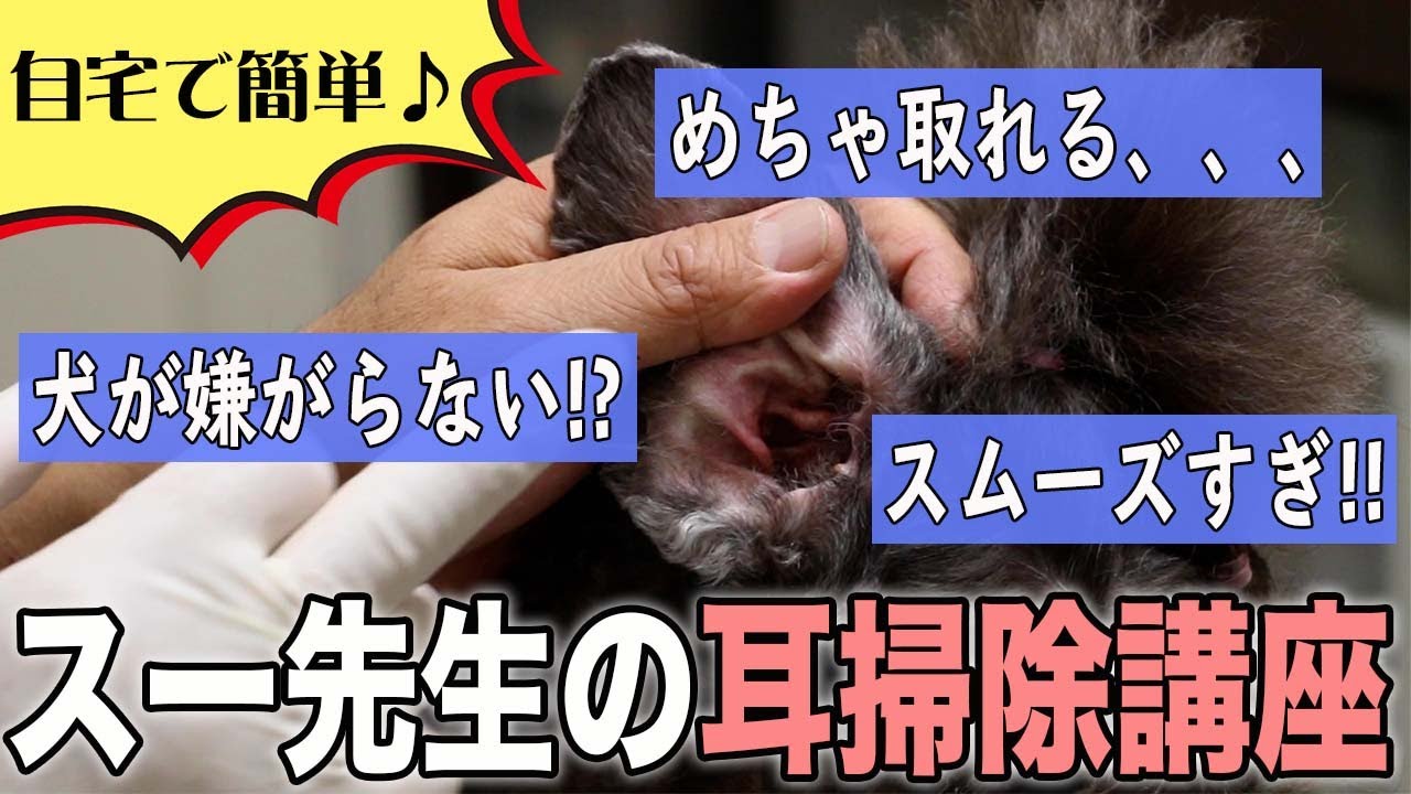 【犬　暮らし】犬が嫌がらないスー先生の簡単「耳掃除講座」🎉