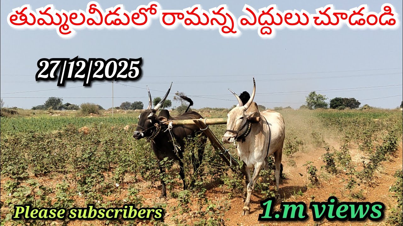 #27/12/2025 #శనివారం #రోజు #తుమ్మలబీడులో #రామన్న #ఎద్దులు #చూడండి #ఫ్రెండ్స్