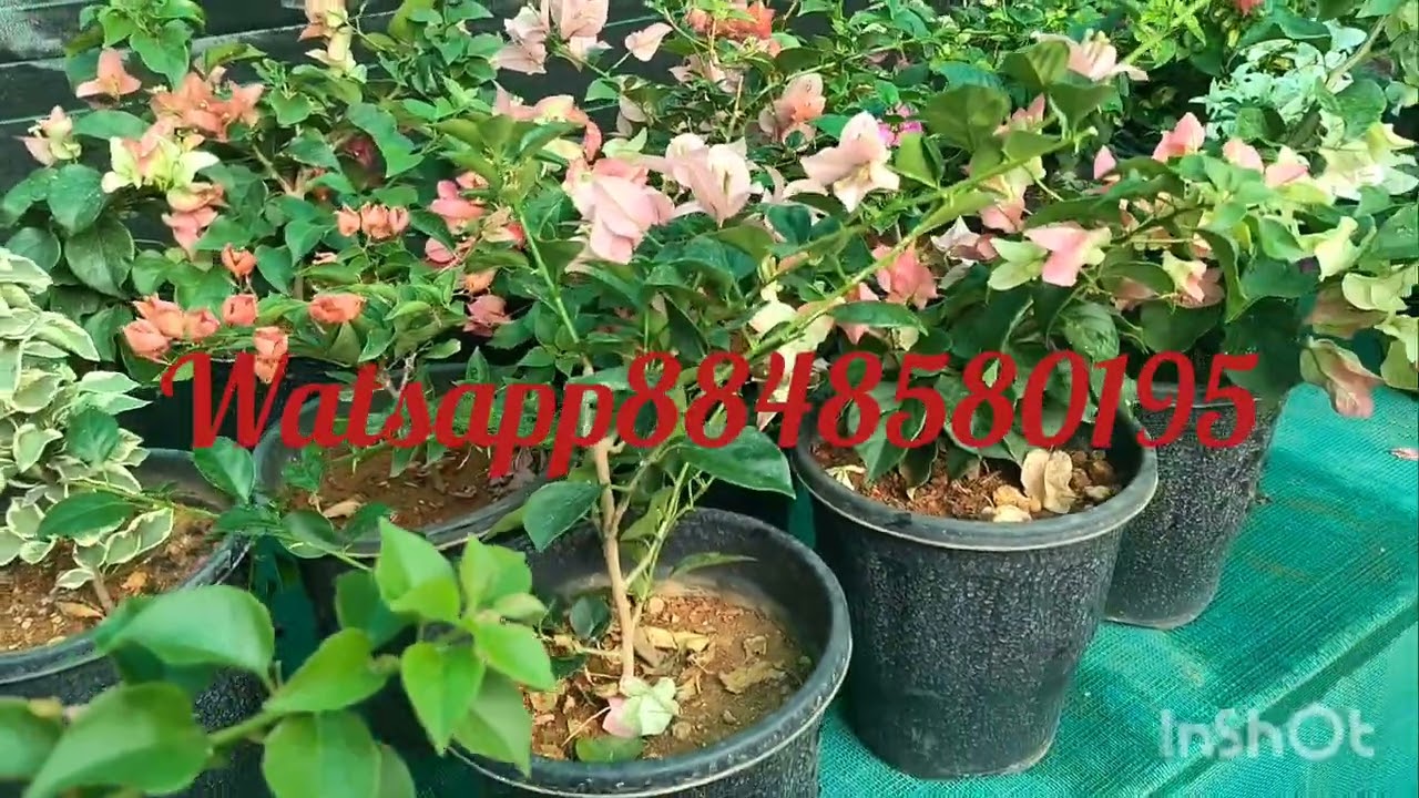 Bougainville#sale#dispatch#collection#gardening