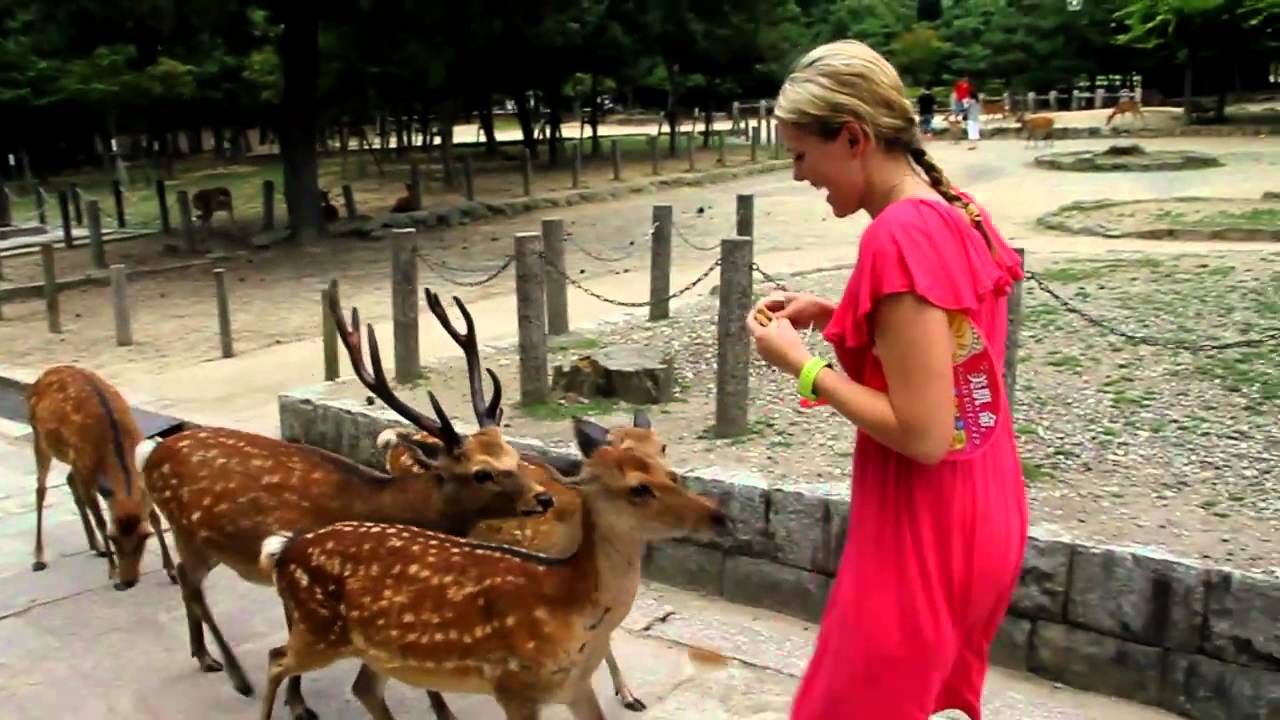 Deer attack in Nara Park