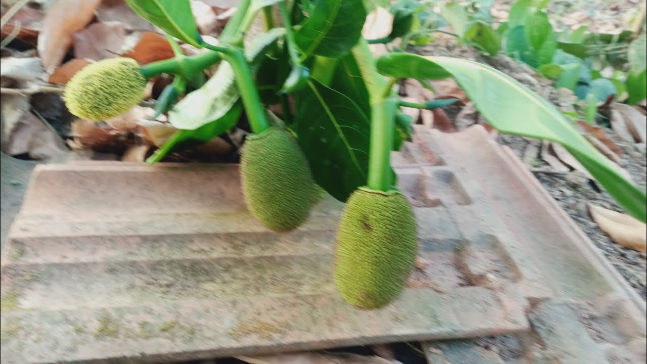 ചക്ക മണ്ണിൽ കിടന്നാൽൽ ദോഷമാണ് ഇതാണ് പരിഹാരം