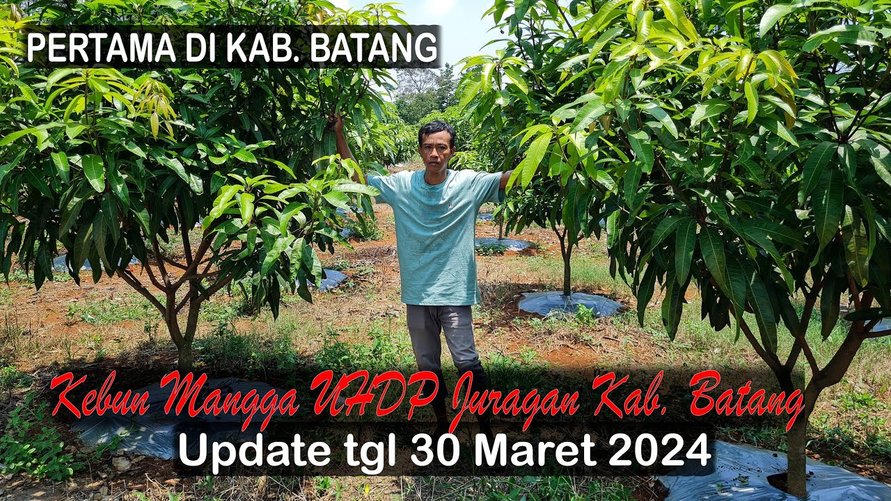 KEBUN MANGGA UHDP PERTAMA DI KAB. BATANG