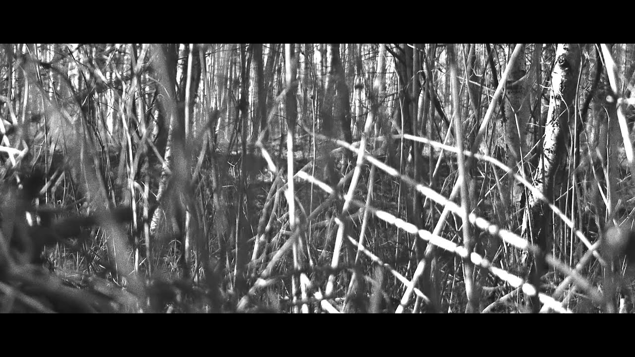 oyaarss - umbra