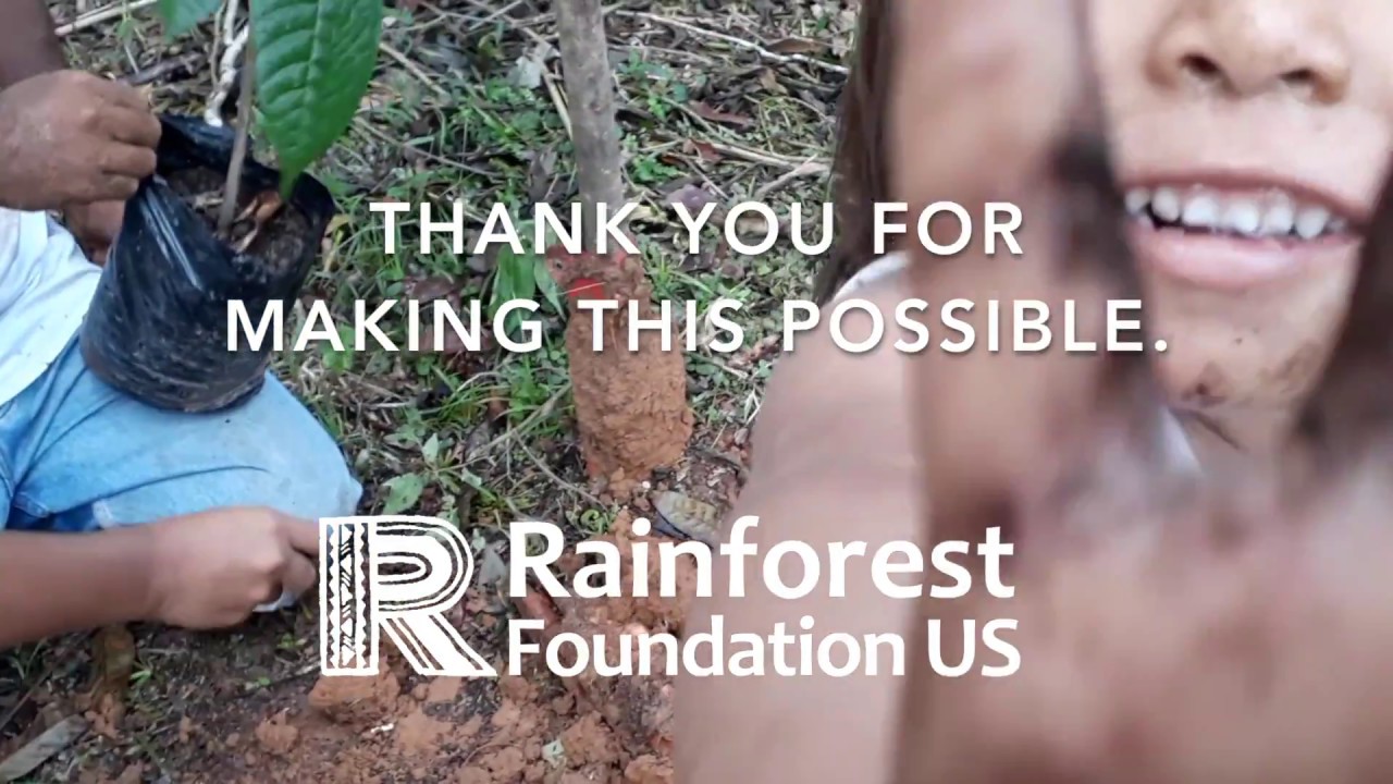 Reforesting a tiny corner of the  Amazon