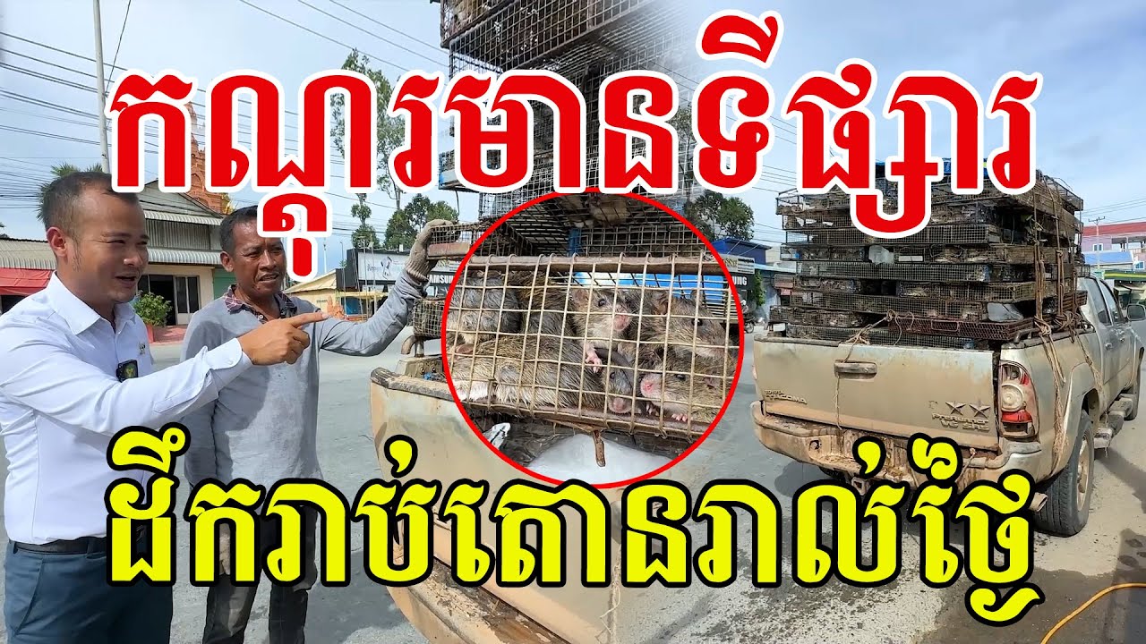 កណ្តុរមានទីផ្សារ​ ដឹករាប់តោនរាល់ថ្ងៃ​ កសិករត្រេកអរបន់អោយតែឡេីងថ្លៃ