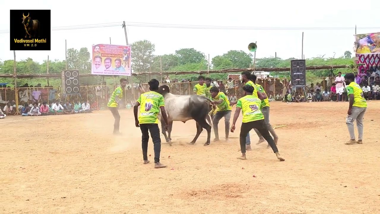 சிறந்த ஆட்டம் 🔥🔥தமறாக்கி வடமாடு மஞ்சுவிரட்டு 2025 part - 6 | Vadamatu Manjuvirattu | vadivasal | 