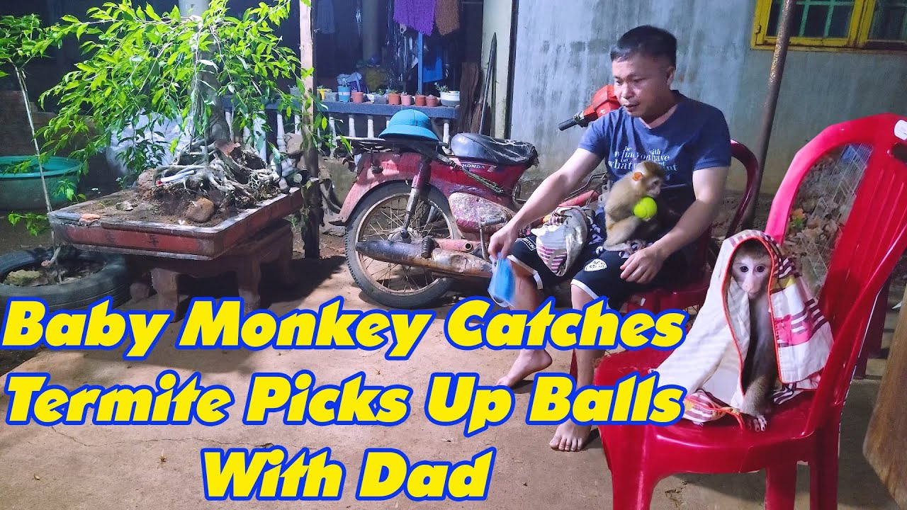 Cute Linda Monkey Catches Termite Picking Up Balls With Dad