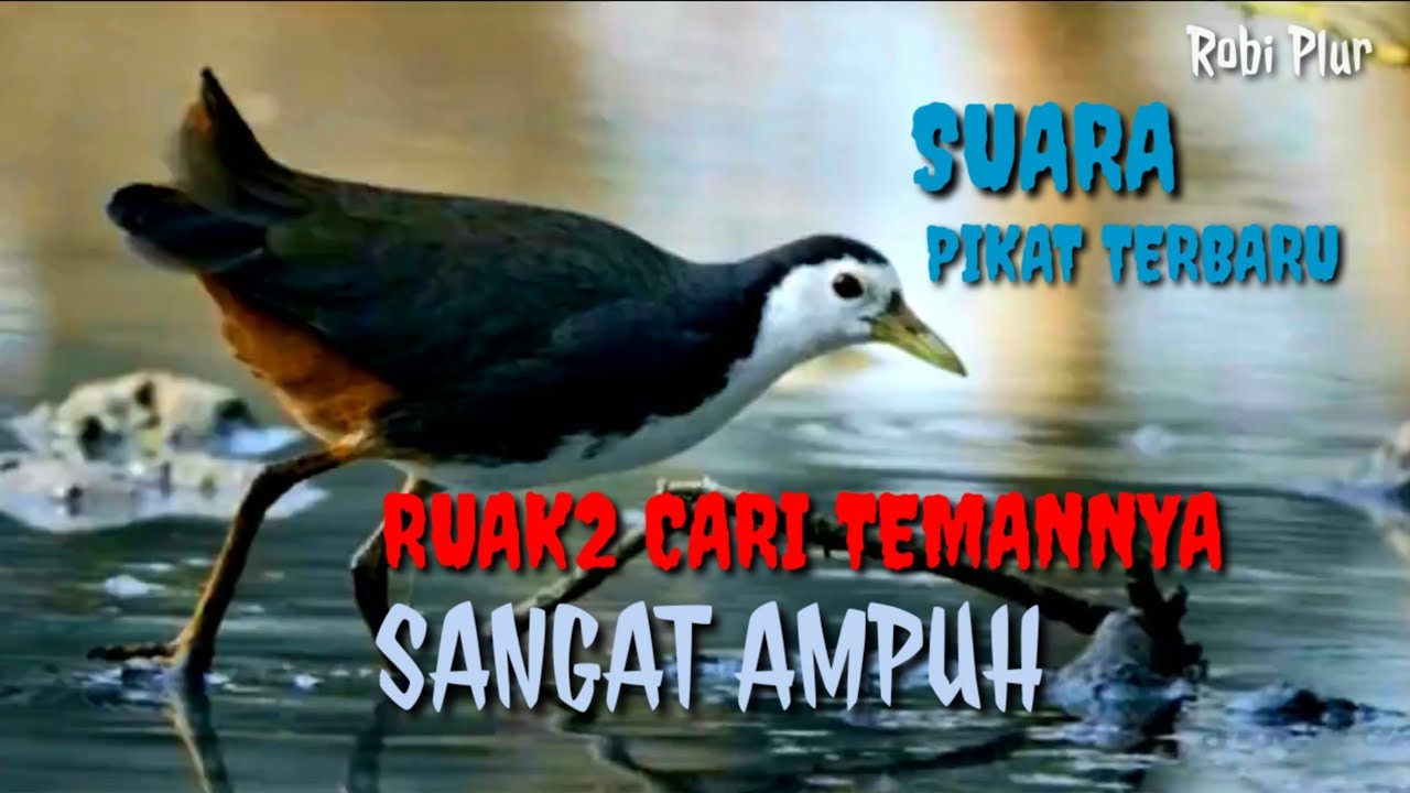 🔴 Suara pikat ruak ruak ampuh, pikat ruak ruak cari teman nya, suara pikat ini terbukti ampuh