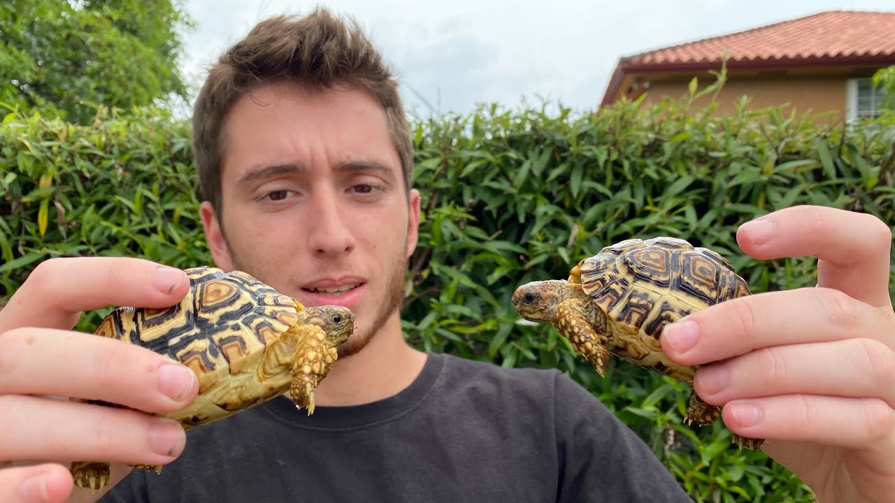Setting Up 2 New Baby Tortoises