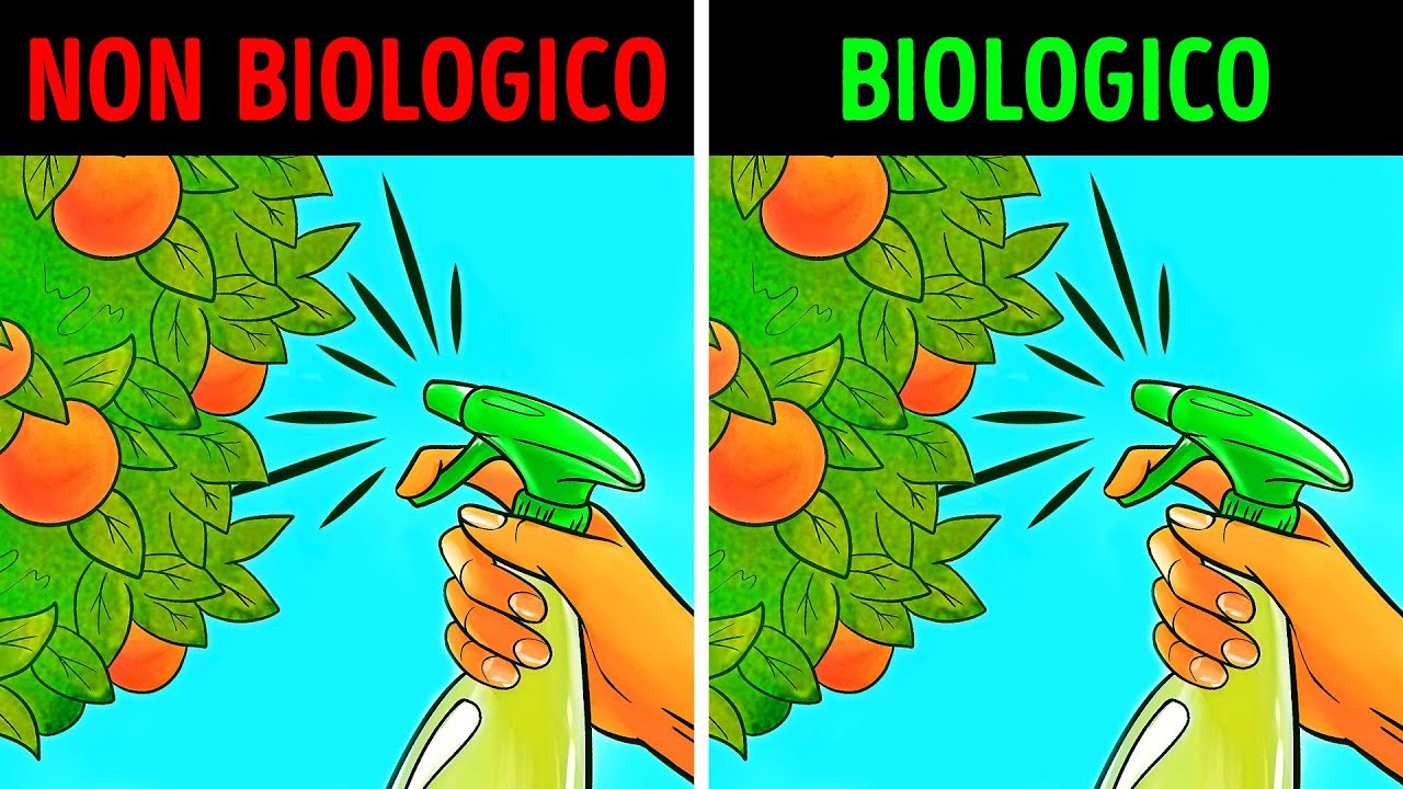 Cibo Biologico: Sano o Solo un Mito?