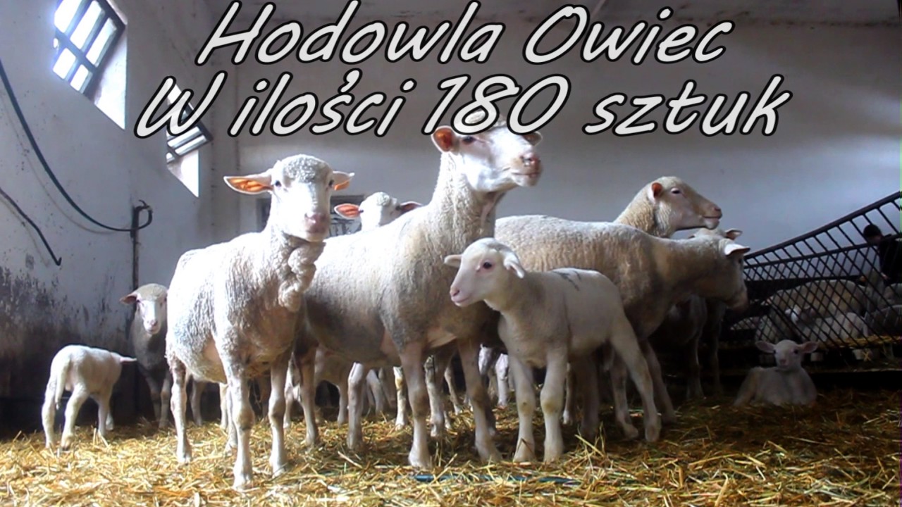Ich Troje... czyli NOWY NABYTEK i informacje o GR Skoneczni :)