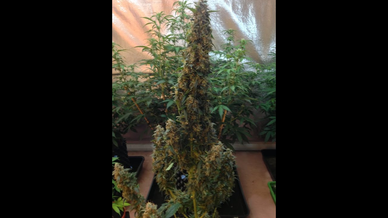 led grow lights uk | Dutch passion seed company grows