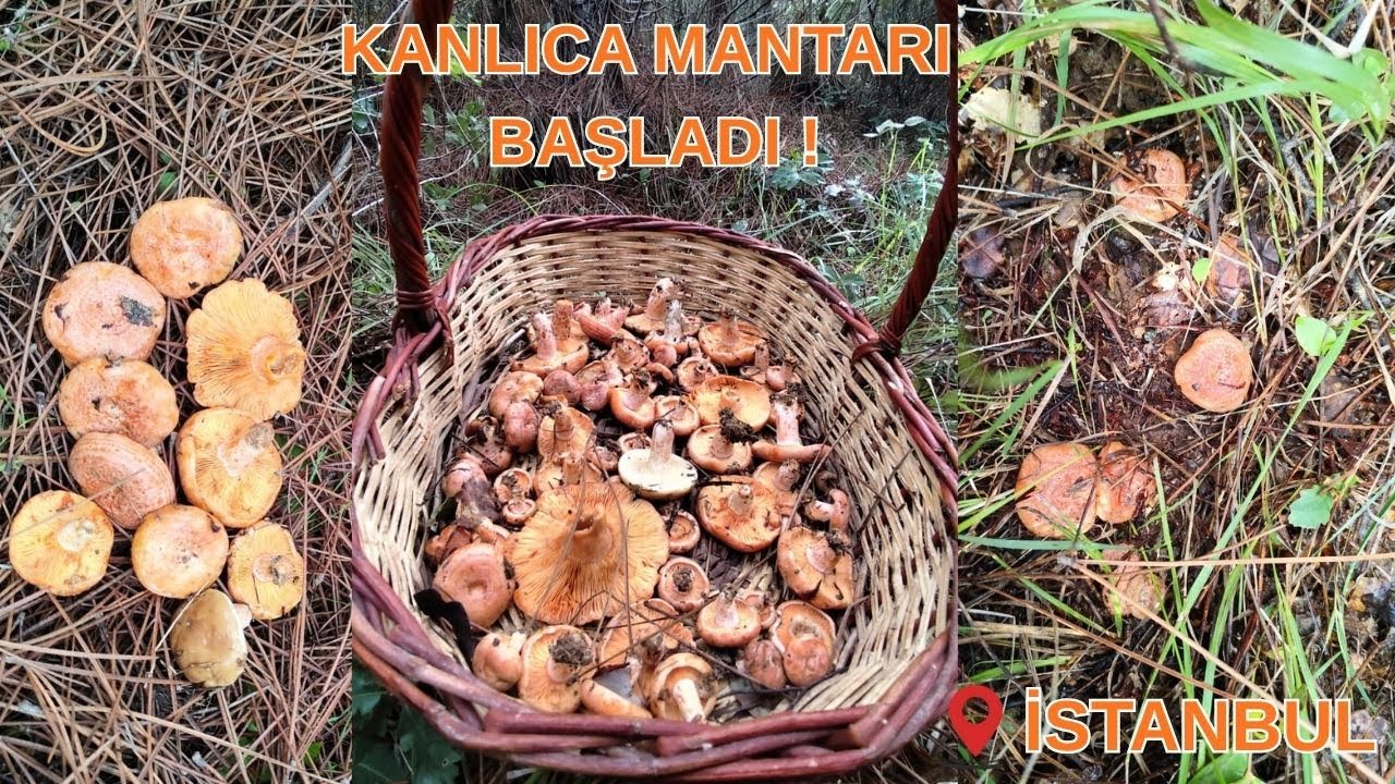İSTANBUL'A MÜJDE KANLICA MANTARI ÇIKMAYA BAŞLADI !!!!