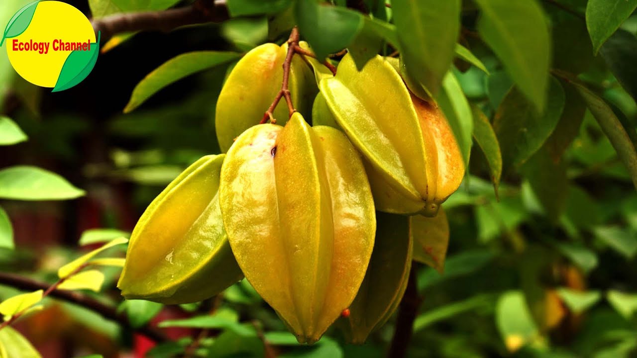 10 Frutas Mexicanas mas Ex&oacute;ticas