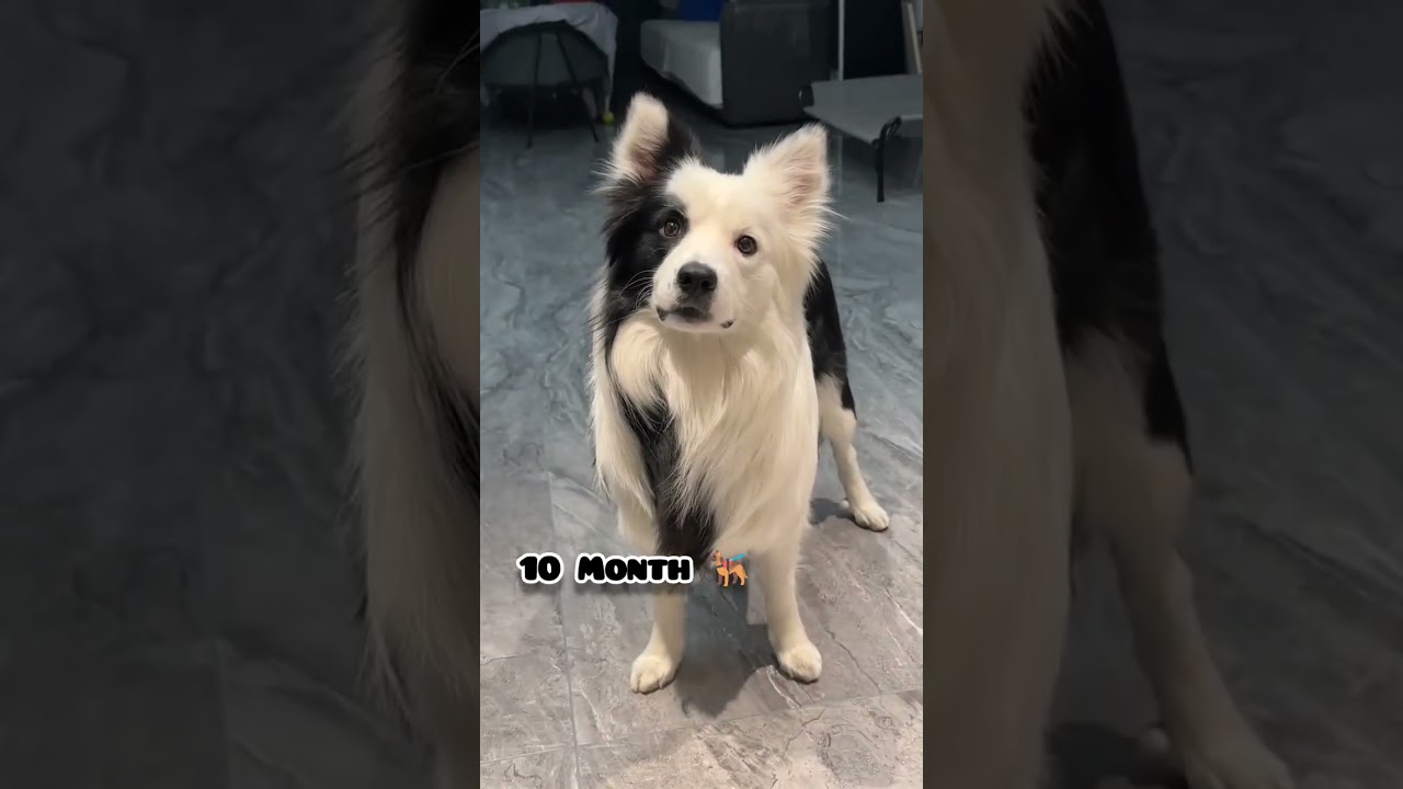 One Month to Ten month border collie dog transformation#feed #bordercollie#transformation #love#cute