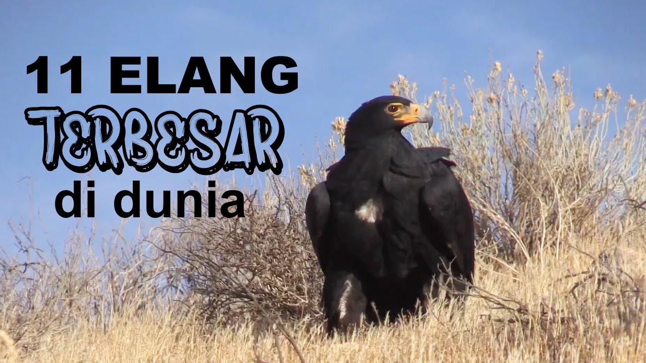 Elang Terbesar di Dunia (Daftar 11 Raptor Udara Terkuat)