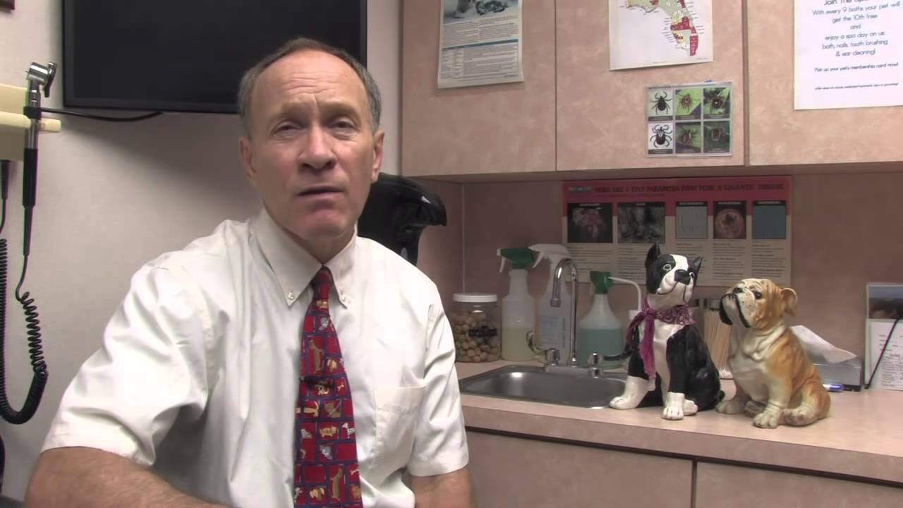 Using Glucosamine for Dogs