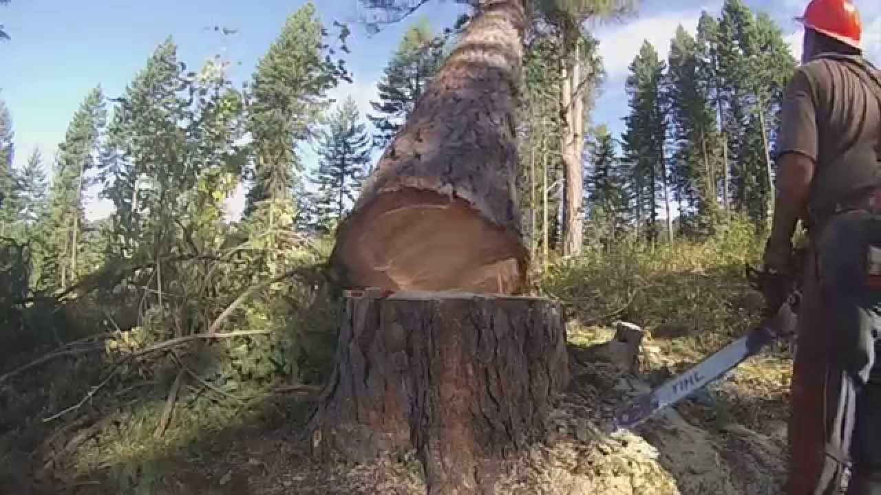 Лесорубы Потлача. Часть 1: Валка деревьев.
