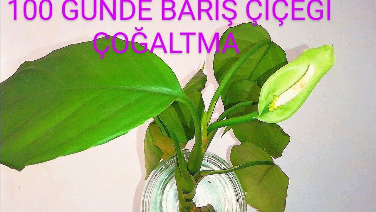 ÖLMEK ÜZERE OLAN BARIŞ ÇİÇEĞİNİ YAŞATMA (AGLAONEMA MODESTUM ÇİÇEĞİ ÇOĞALTMA) ÇİÇEK ÇOŞTURAN