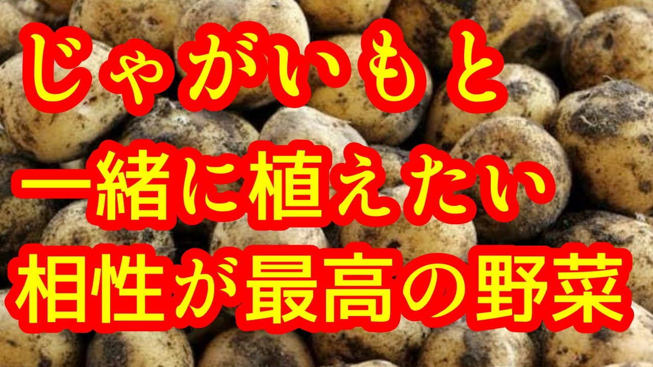 【じゃがいも】相性抜群のコンパニオンプランツを５つ紹介、解説します！一緒に植えるとお互いが良く育ちます！