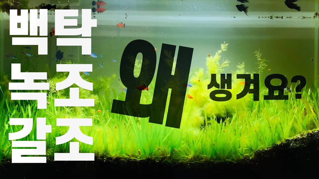 어항에 백탁, 녹조, 갈조 생기는 이유와 해결법(무환수 원스팜)