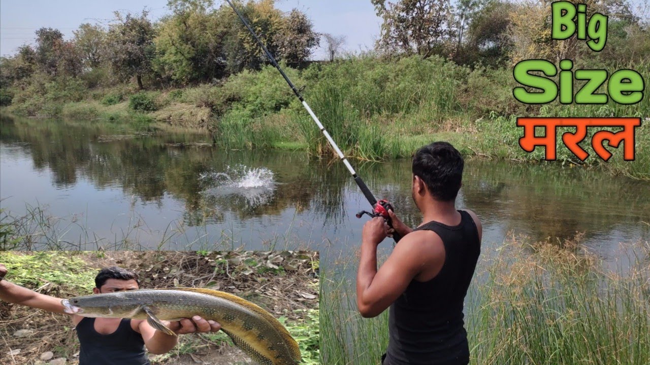 Snakehead fishing Best River |||😱😱||| यहा छुपे है कइ सारे मरल|||🔥🔥#KING FISHING HUNTING